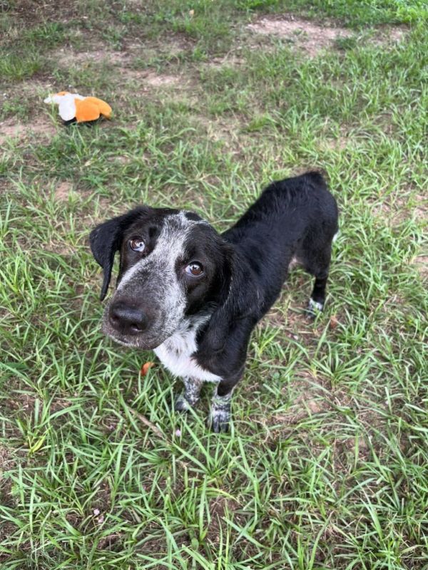 Miss Prisscilla thumbnail 4