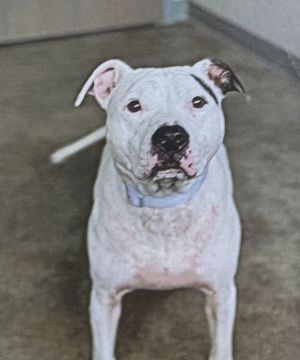 Belle