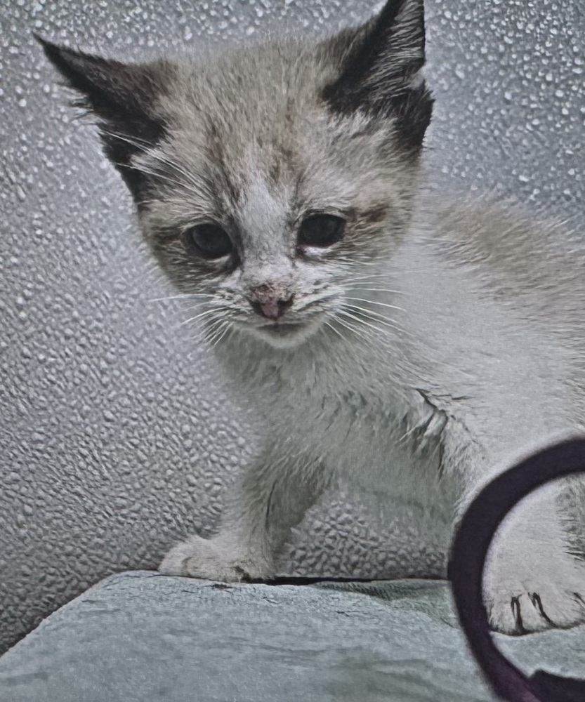 Lilou (Malee kitten #6)