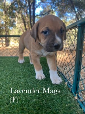 Lavender mags