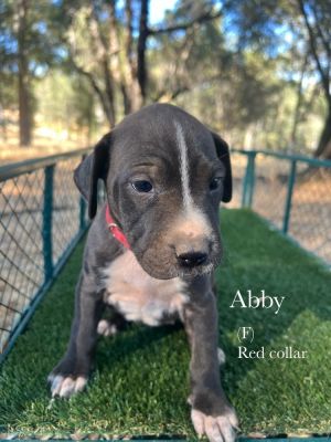Abby