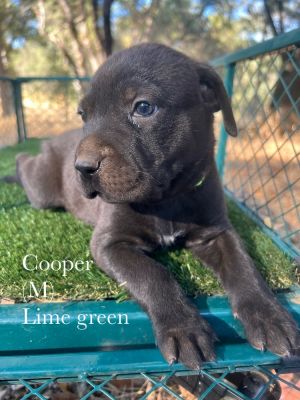 Cooper