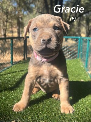 Gracie