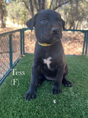 Tess