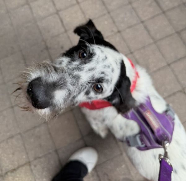 Oreo
