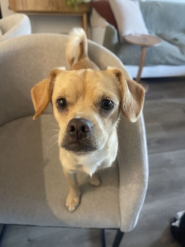 Brutus ***FOSTER HOME***