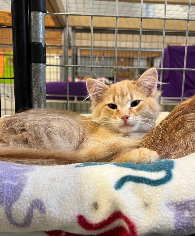 Rigatoni, an adoptable Domestic Long Hair in McPherson, KS, 67460 | Photo Image 1