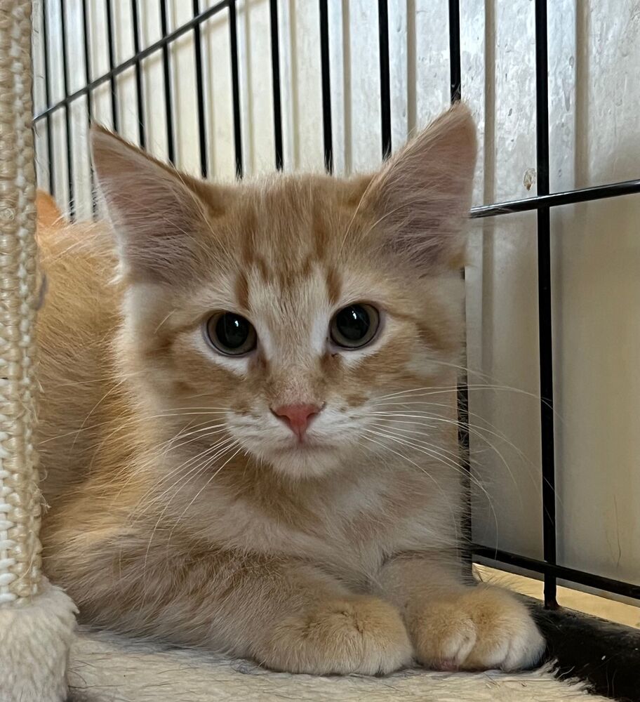 Rigatoni, an adoptable Domestic Long Hair in McPherson, KS, 67460 | Photo Image 2