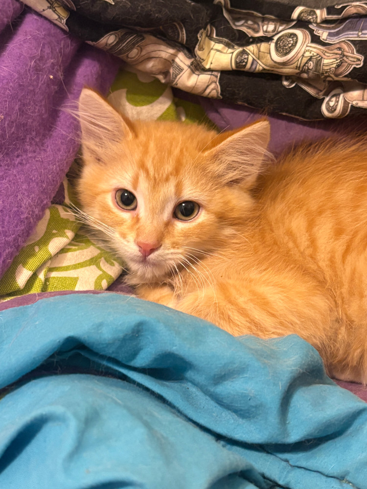 Rigatoni, an adoptable Domestic Long Hair in McPherson, KS, 67460 | Photo Image 3