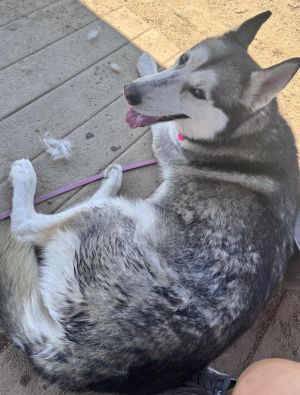 Sheila