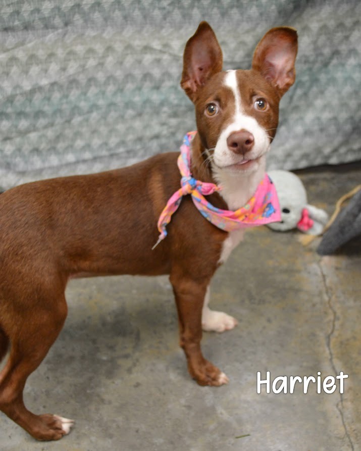 Harriet