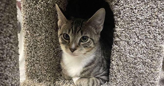 Quicksilver (fka Axel)