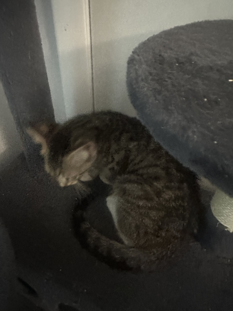 Quicksilver (fka Axel)