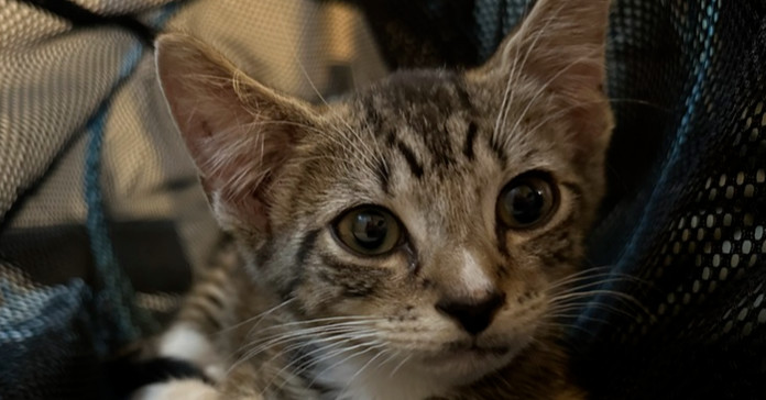 Quicksilver (fka Axel)