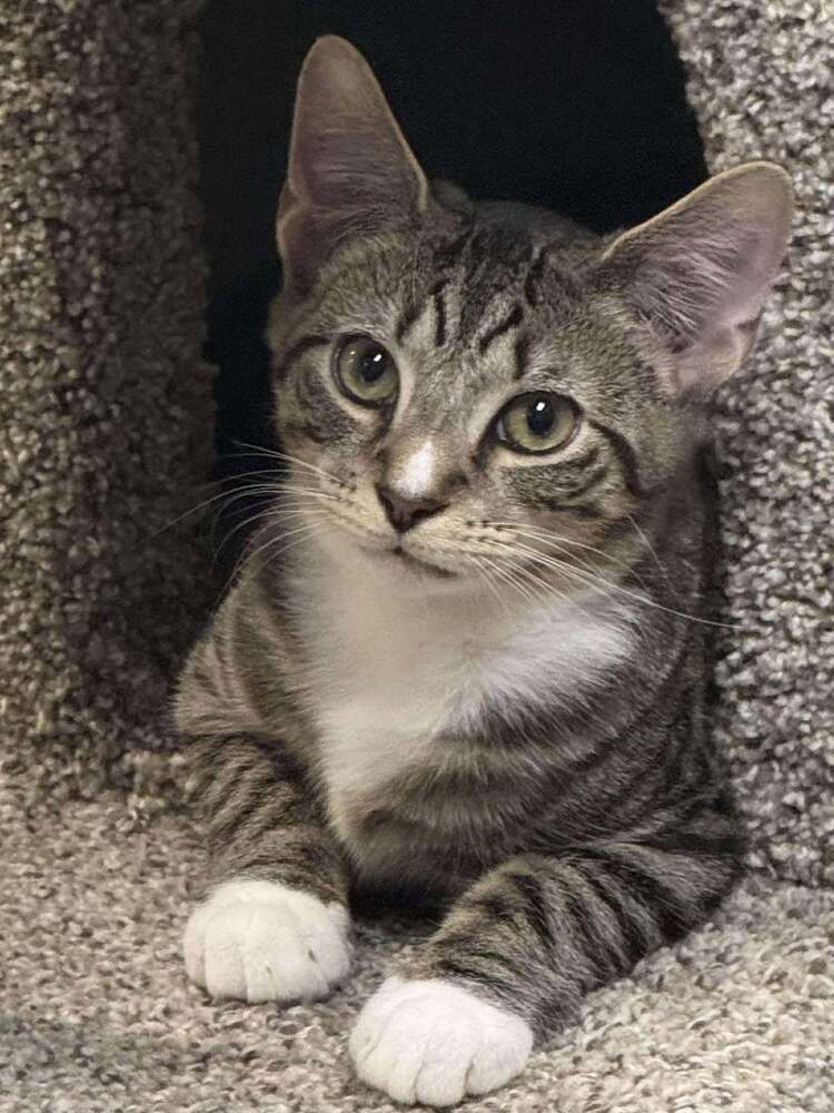 Quicksilver (fka Axel)