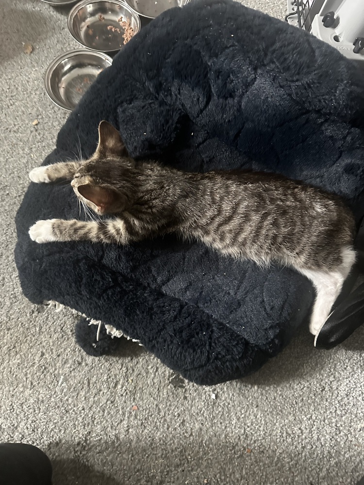 Quicksilver (fka Axel)