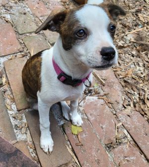 Alani(Petsuper)
