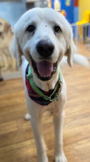 Nova