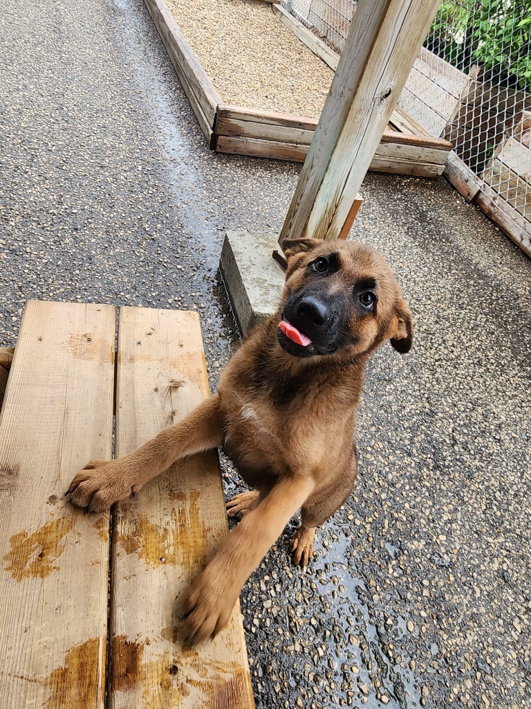 Jeremiah, an adoptable Shepherd, Hound in Winnipeg, MB, R3H 0M1 | Photo Image 1