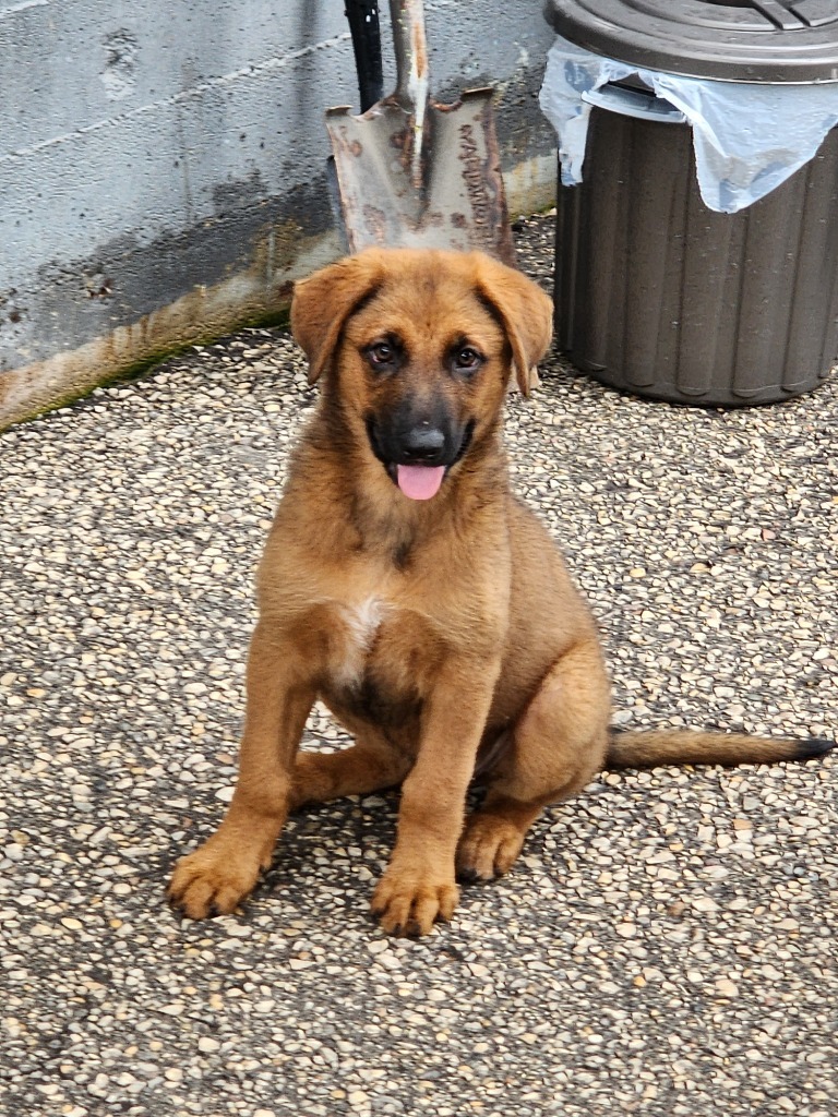 Conrad, an adoptable Shepherd, Hound in Winnipeg, MB, R3H 0M1 | Photo Image 1
