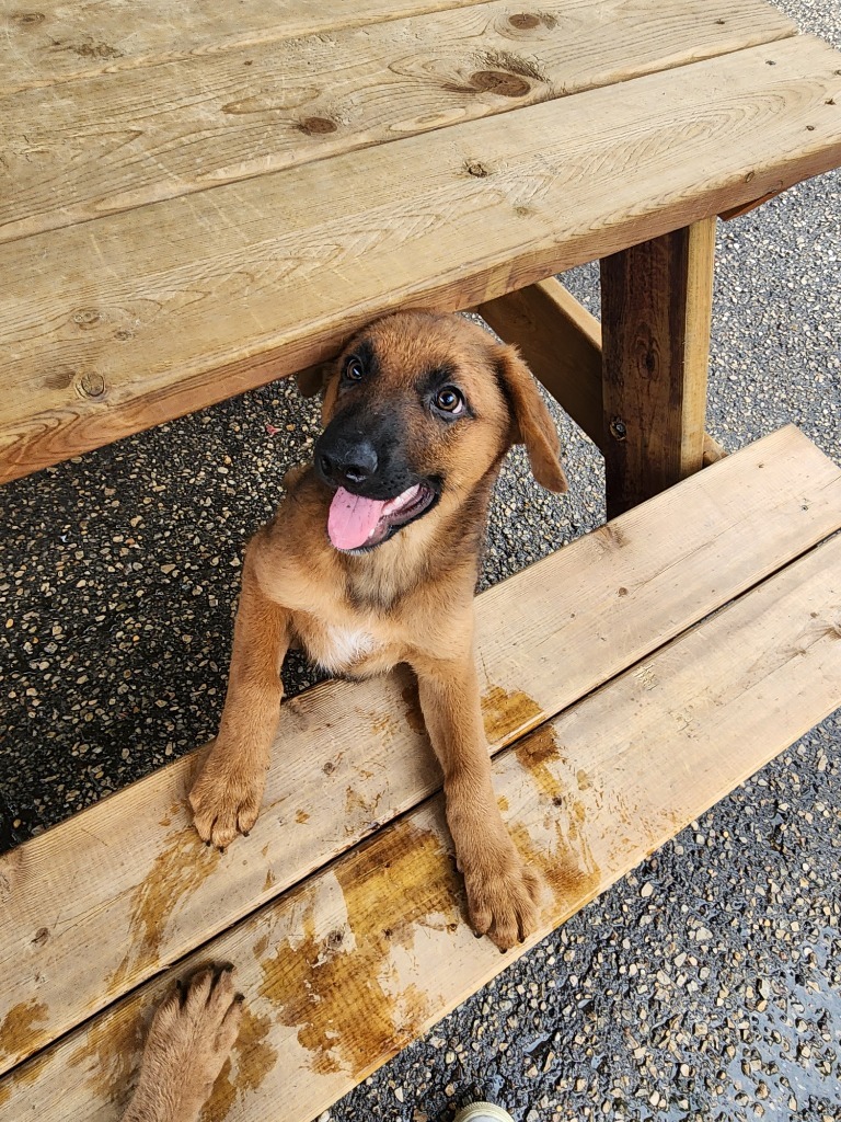 Belly, an adoptable Shepherd, Hound in Winnipeg, MB, R3H 0M1 | Photo Image 1