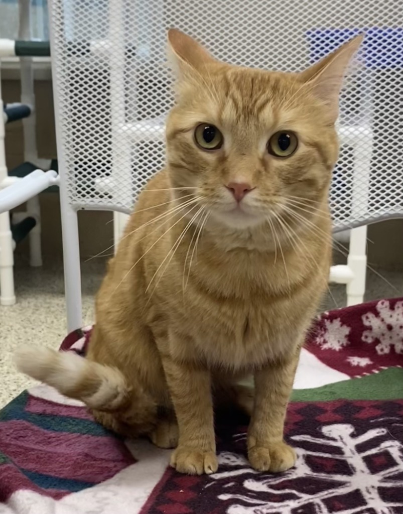 Benji
