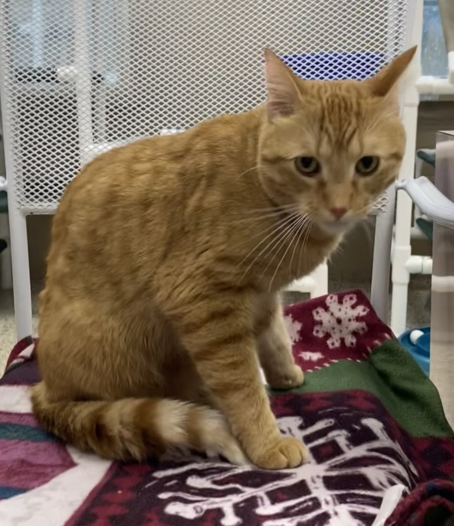 Benji
