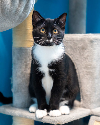 Arabica, an adoptable Domestic Short Hair in Pequot Lakes, MN, 56472 | Photo Image 1