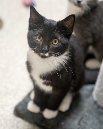 Arabica, an adoptable Domestic Short Hair in Pequot Lakes, MN, 56472 | Photo Image 2