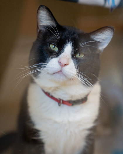 Kiwi, an adoptable Domestic Short Hair in Pequot Lakes, MN, 56472 | Photo Image 1