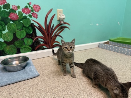Ladybug, an adoptable Domestic Short Hair in Harbor Springs, MI, 49740 | Photo Image 1