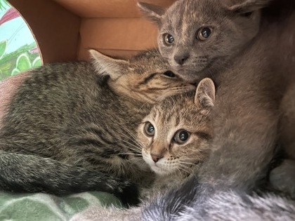 Ladybug, an adoptable Domestic Short Hair in Harbor Springs, MI, 49740 | Photo Image 3
