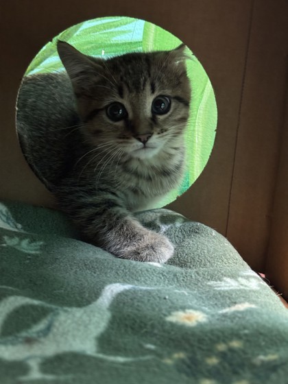 Grasshopper, an adoptable Domestic Short Hair in Harbor Springs, MI, 49740 | Photo Image 1