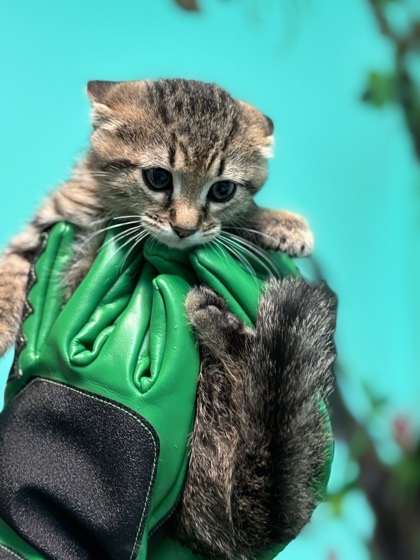 Grasshopper, an adoptable Domestic Short Hair in Harbor Springs, MI, 49740 | Photo Image 2