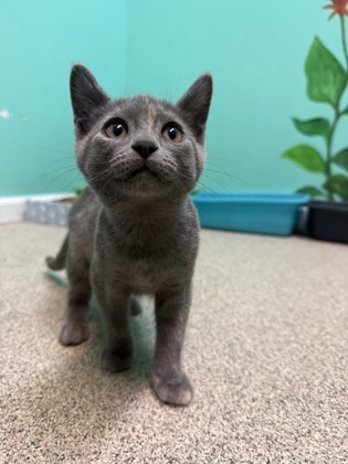Firefly, an adoptable Domestic Short Hair in Harbor Springs, MI, 49740 | Photo Image 2