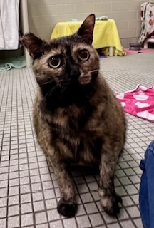 Cleo