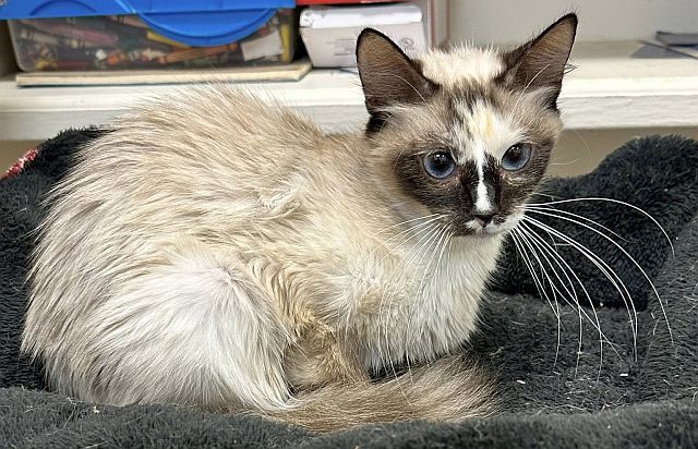 LEEZA, an adoptable Balinese in Powder Springs, GA, 30127 | Photo Image 1