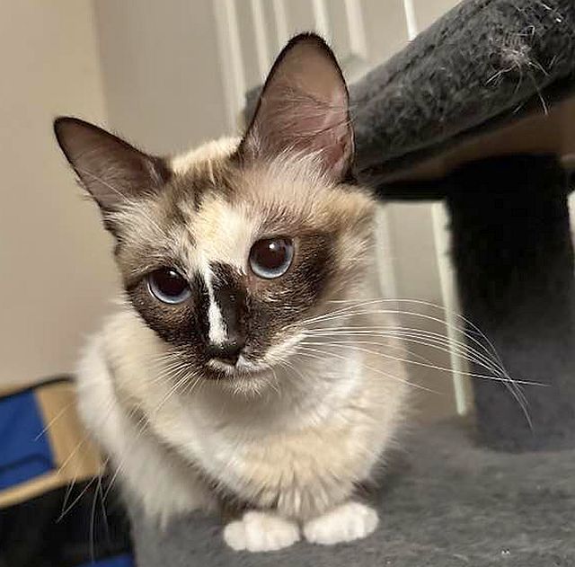 LEEZA, an adoptable Balinese in Powder Springs, GA, 30127 | Photo Image 2