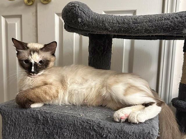 LEEZA, an adoptable Balinese in Powder Springs, GA, 30127 | Photo Image 3