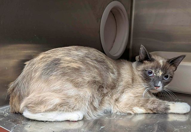 SHAMIR, an adoptable Snowshoe, Siamese in Powder Springs, GA, 30127 | Photo Image 1
