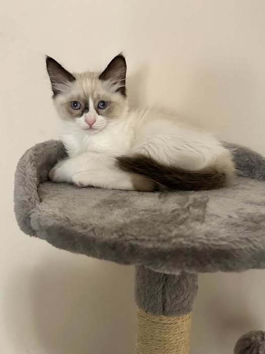 LAYLA, an adoptable Balinese in Powder Springs, GA, 30127 | Photo Image 1