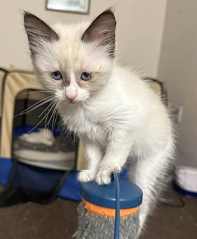LAYLA, an adoptable Balinese in Powder Springs, GA, 30127 | Photo Image 2