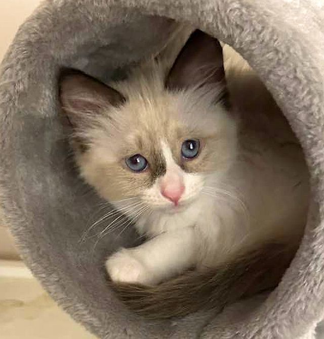 LAYLA, an adoptable Balinese in Powder Springs, GA, 30127 | Photo Image 3