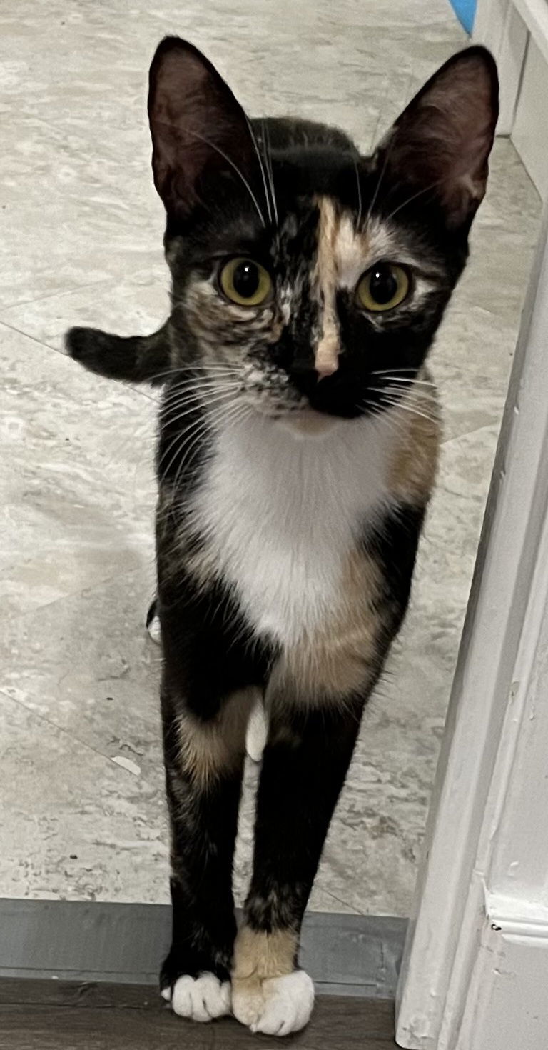 KITTEN MYSTIQUE