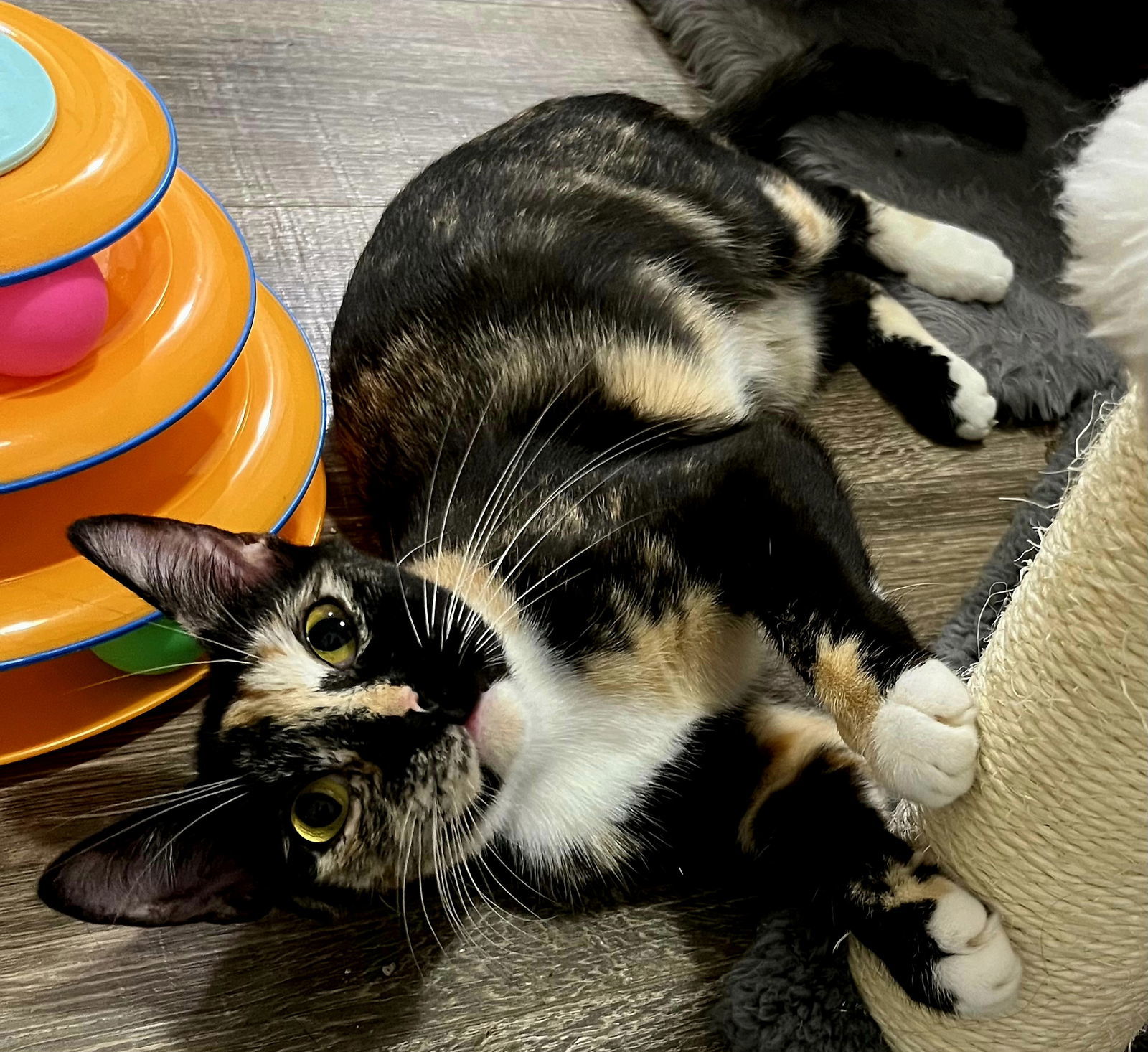 KITTEN MYSTIQUE