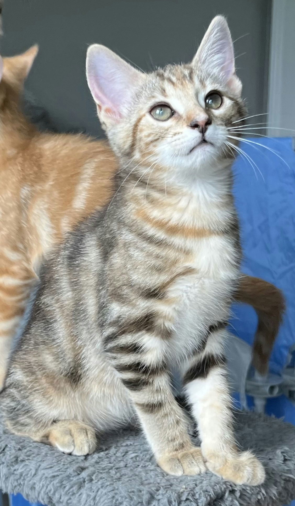 KITTEN SAMANTHA