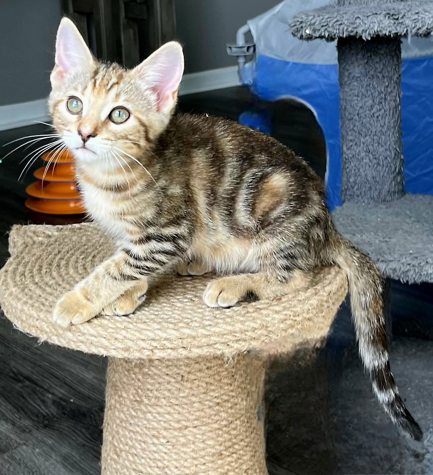 KITTEN SAMANTHA