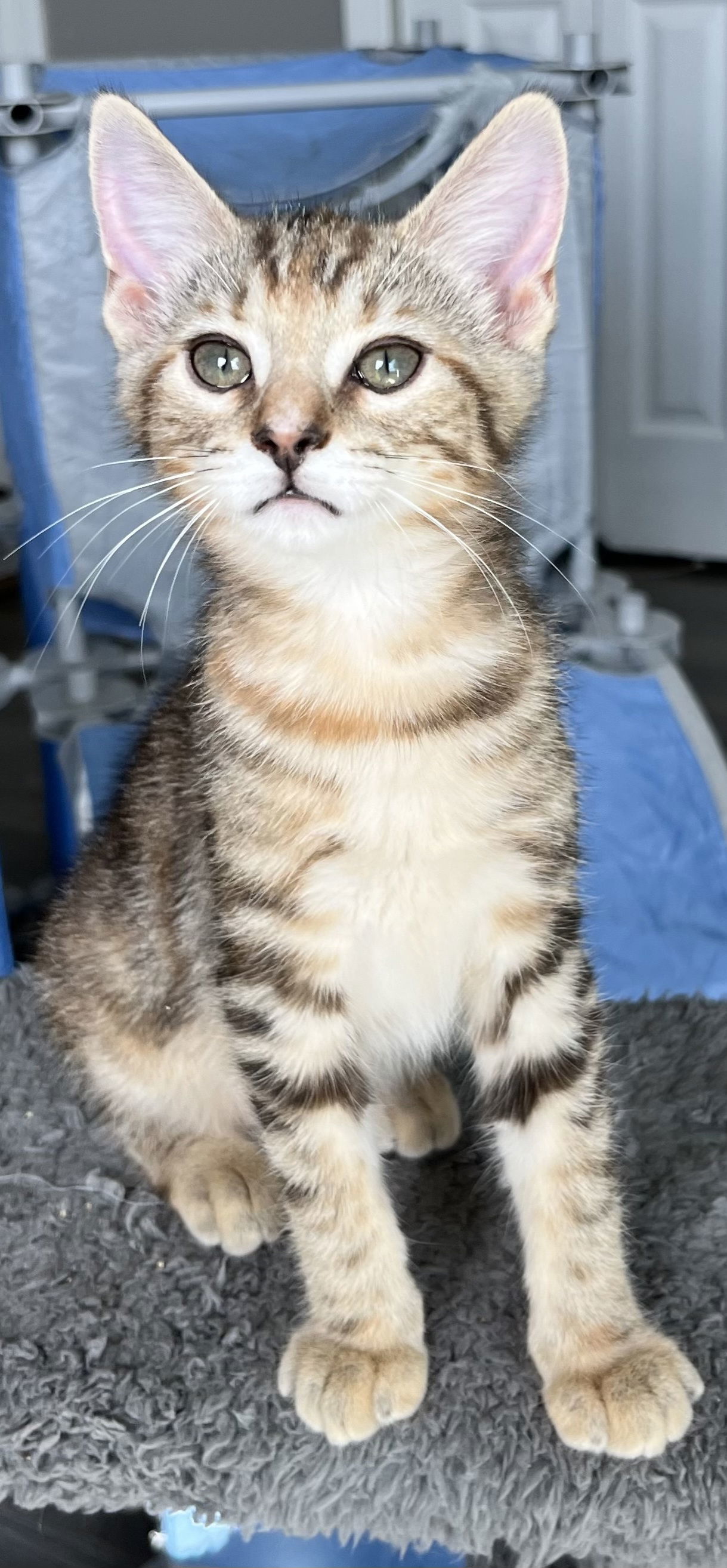 KITTEN SAMANTHA