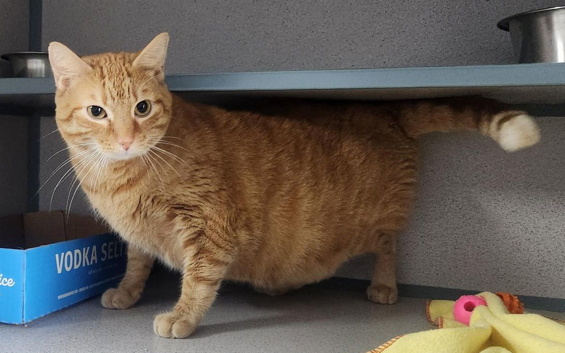 Leo