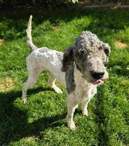 Pepper